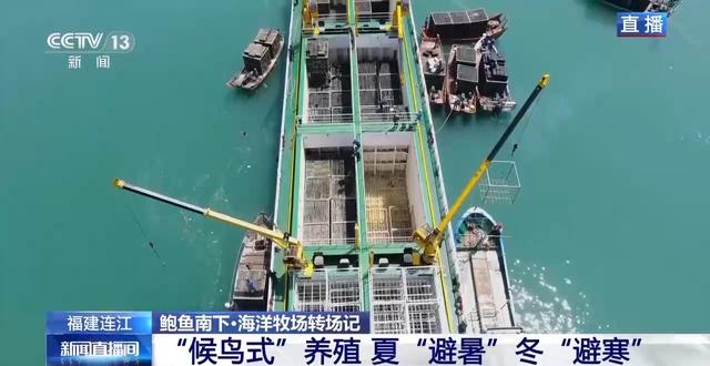鲍鱼也要“走南闯北”越冬避暑?揭秘小鲍鱼的“候鸟式”养殖