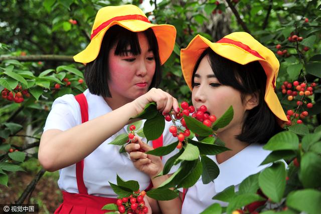 真人版樱桃小丸子太萌了，果园里边摘边吃完全停不下来！