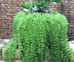 野生天麻(在山坡下，倘若遇见1种“野生天麻”，请别乱挖，1斤卖650元)