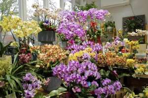 六号出口(芳菲满园｜有这样一款“网红”花，让家里“蝴蝶”飞满天)