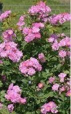 教你区分月季、玫瑰和蔷薇ROSE三姐妹,不再迷茫于爱情花海