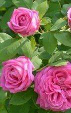 玫瑰情人网(教你区分月季、玫瑰和蔷薇ROSE三姐妹，不再迷茫于爱情花海)