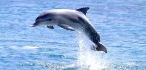 为爱殉情(63年公海豚为爱殉情，后女老师坦言：我们确实有过非常亲密的接触)