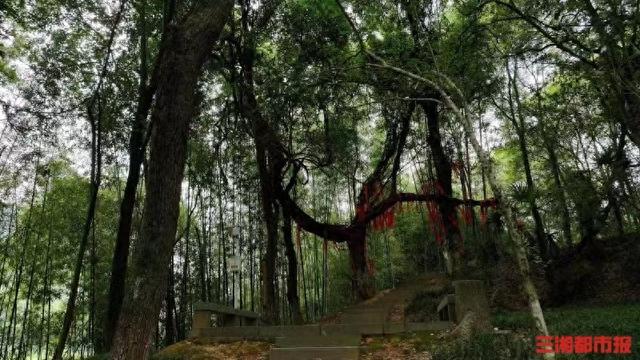 你好,树先生丨500余年紫藤盘曲古树间,被王船山誉为“藤龙”