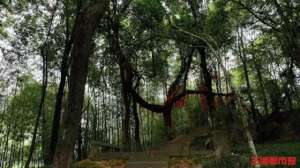藤龙也(你好，树先生丨500余年紫藤盘曲古树间，被王船山誉为“藤龙”)