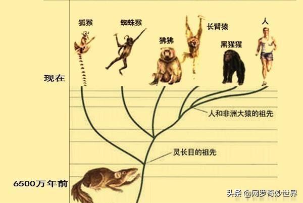 恐人:被我们祖先击败的最强对手