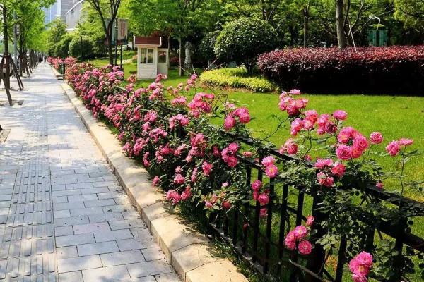 教你区分月季、玫瑰和蔷薇ROSE三姐妹,不再迷茫于爱情花海