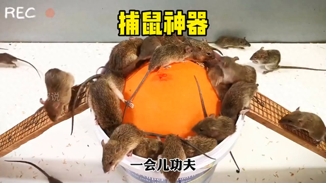 老六制作牛逼的捕鼠神器全过程#家里有老鼠怎么办