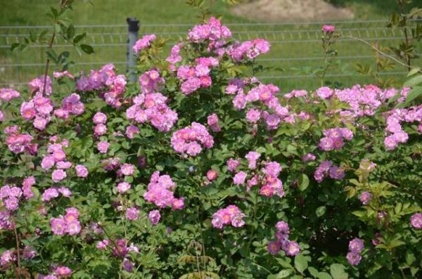 教你区分月季、玫瑰和蔷薇ROSE三姐妹,不再迷茫于爱情花海