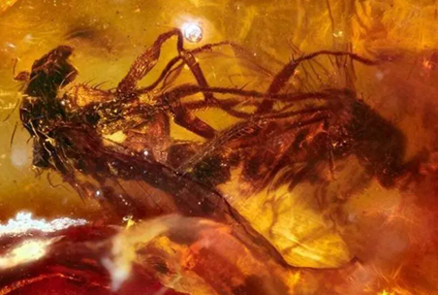 “苍蝇夫妇”交配时变琥珀,4100万年后还被围观?史上最尴尬的事