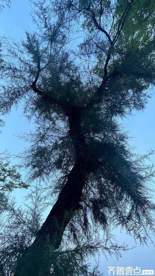 记忆里的红柳树