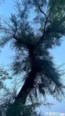 红柳树图片大全(记忆里的红柳树)