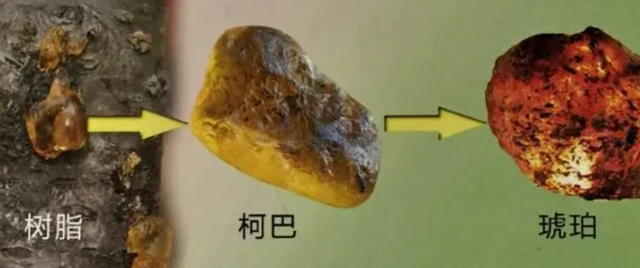 “苍蝇夫妇”交配时变琥珀,4100万年后还被围观?史上最尴尬的事