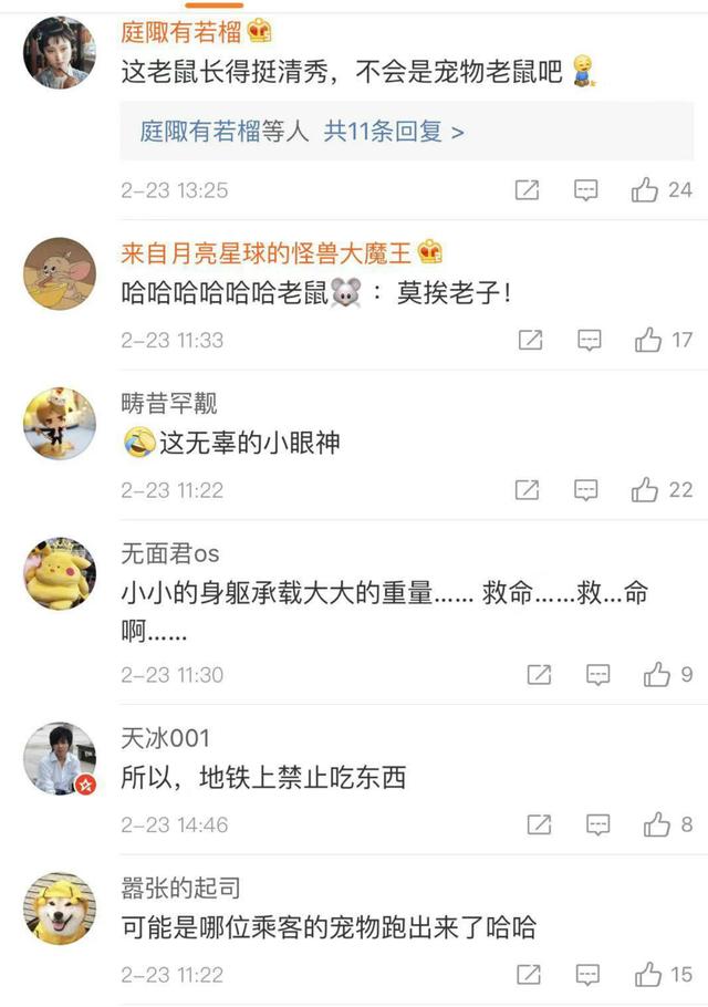 小老鼠地铁内被踩住尾巴,“无辜”眼神萌翻众网友