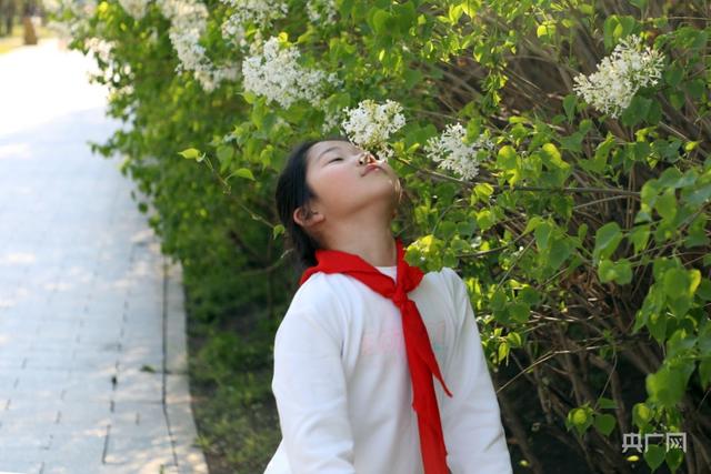 五月,丁香开满“丁香城”