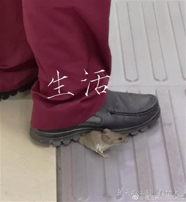 小老鼠地铁内被踩住尾巴,“无辜”眼神萌翻众网友