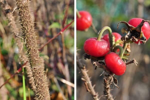 教你区分月季、玫瑰和蔷薇ROSE三姐妹,不再迷茫于爱情花海