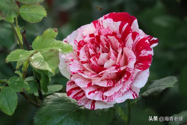 月季之六:“抓破美人脸”,名字不雅,但它的花却很美