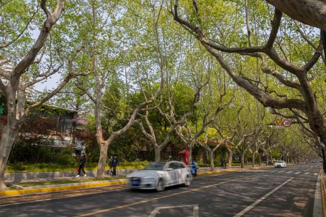 上海长宁这条百年马路,为何常逛常新?