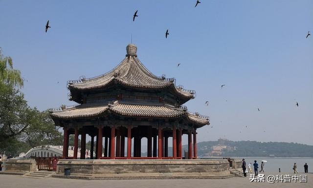 传说中“没有脚的鸟”,原来就在我们身边