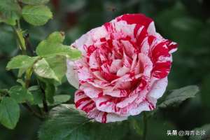 抓破美人脸(月季之六：“抓破美人脸”，名字不雅，但它的花却很美)