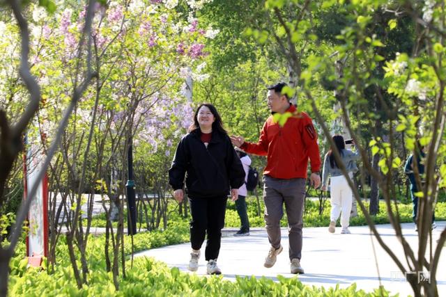 五月,丁香开满“丁香城”