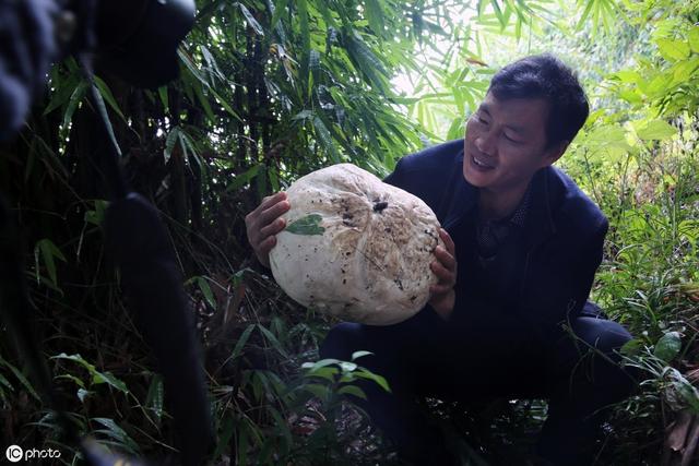 深山里才有的“马皮包”，看起来像白馒头，野外受伤常用来止血