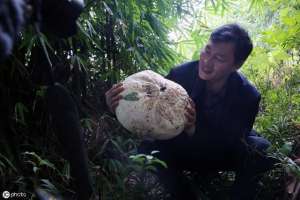 马粪包图片(深山里才有的“马皮包”，看起来像白馒头，野外受伤常用来止血)