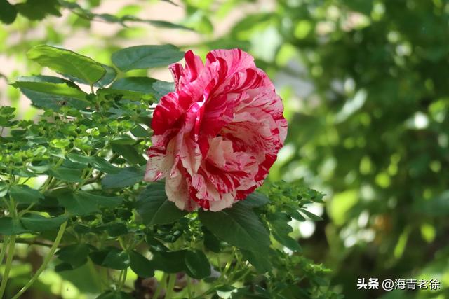 月季之六:“抓破美人脸”,名字不雅,但它的花却很美