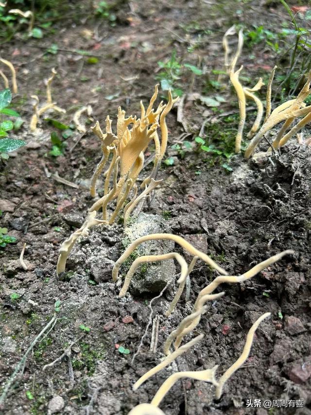 白蚁窝上长出来的野生菌,它是由白蚁培植的极品美味。