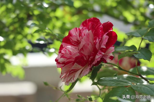月季之六:“抓破美人脸”,名字不雅,但它的花却很美