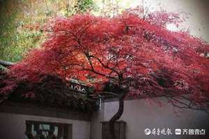 一直等待(等待-一直等)