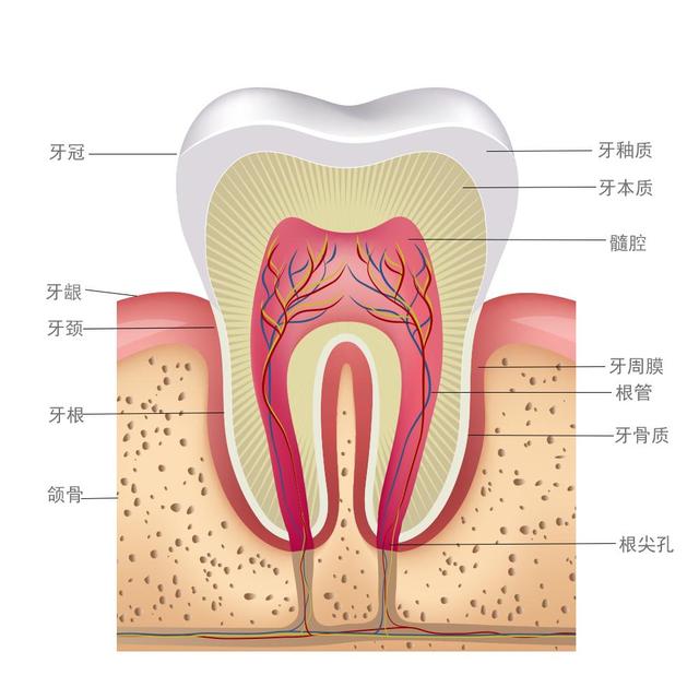 根管治疗结束后,为什么还要再花钱装牙冠?不装会有什么后果?