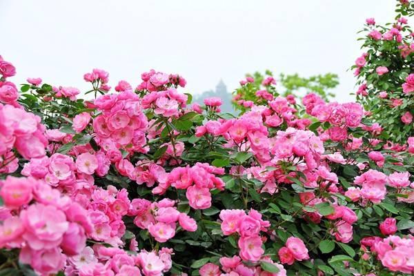 教你区分月季、玫瑰和蔷薇ROSE三姐妹,不再迷茫于爱情花海