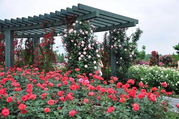 教你区分月季、玫瑰和蔷薇ROSE三姐妹,不再迷茫于爱情花海