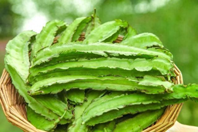 这种豆角全身都能吃,种子更被誉为“维生素 E 之王”,错过真的太可惜