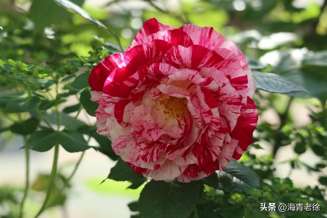 月季之六:“抓破美人脸”,名字不雅,但它的花却很美