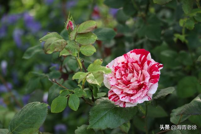 月季之六:“抓破美人脸”,名字不雅,但它的花却很美