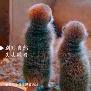 企鹅群里有特务(B站传说“猛男必看”，了解一下？)