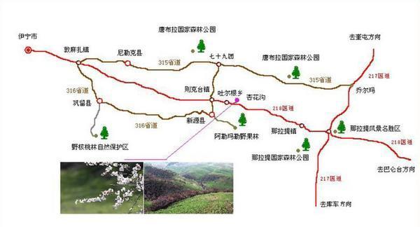 一个比日本樱花还美的地方 新疆杏谷旅行攻略