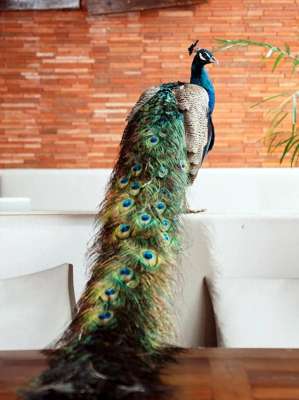 攀攀(全城寻雀家养孔雀“攀攀”飞失，主人期待好心人相助)