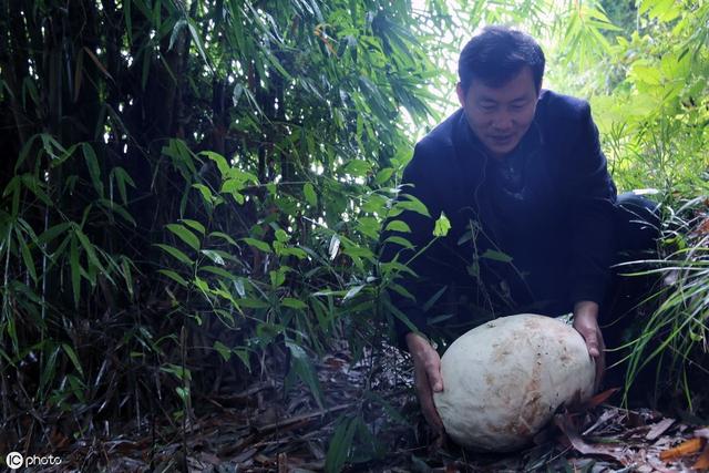深山里才有的“马皮包”，看起来像白馒头，野外受伤常用来止血