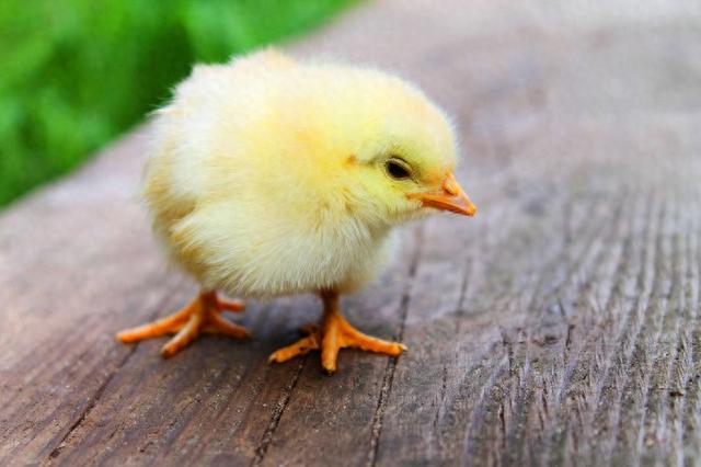 为什么把懦夫叫作chicken?