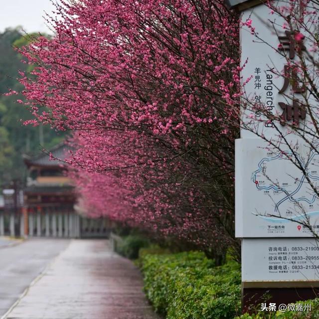 绿心公园梅花绽放,开启春日“梅”好时光