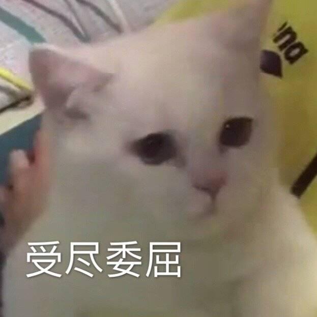 你家的“她”是女王还是公主?