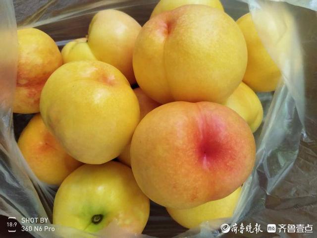 好品山东|甜如蜜!情报员推荐家乡特产蒙阴蜜桃,个大味香好诱人