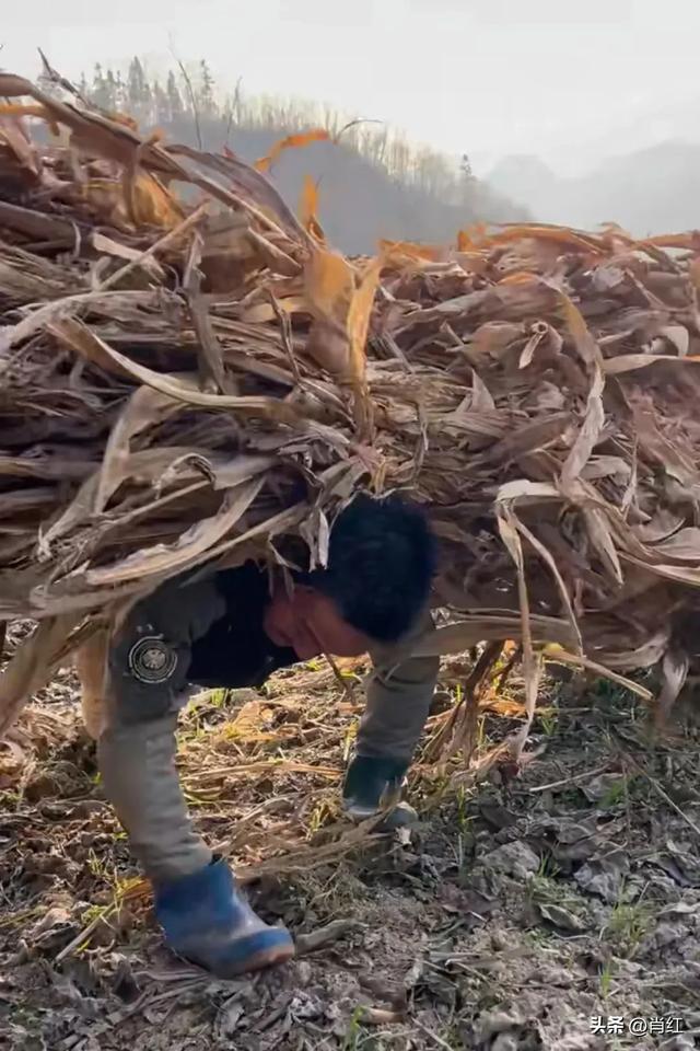 陕西兄妹，兄靠爬行养家，妹凭微光奋进，哥哥看到妹妹奖状后泪崩