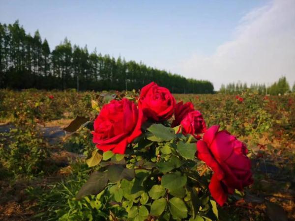 教你区分月季、玫瑰和蔷薇ROSE三姐妹,不再迷茫于爱情花海
