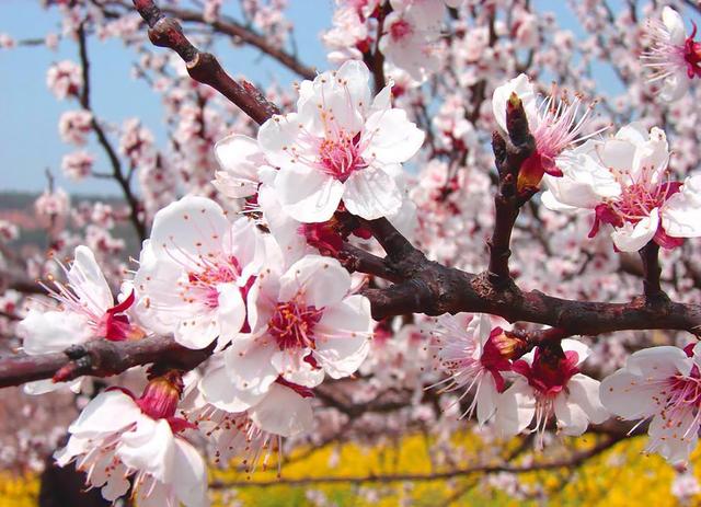 一个比日本樱花还美的地方 新疆杏谷旅行攻略