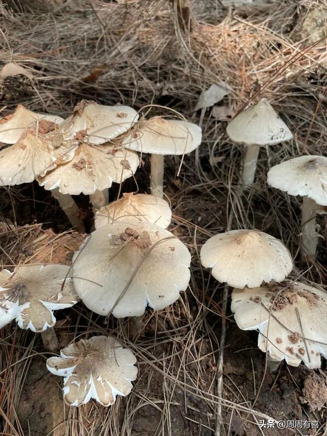 白蚁窝上长出来的野生菌,它是由白蚁培植的极品美味。